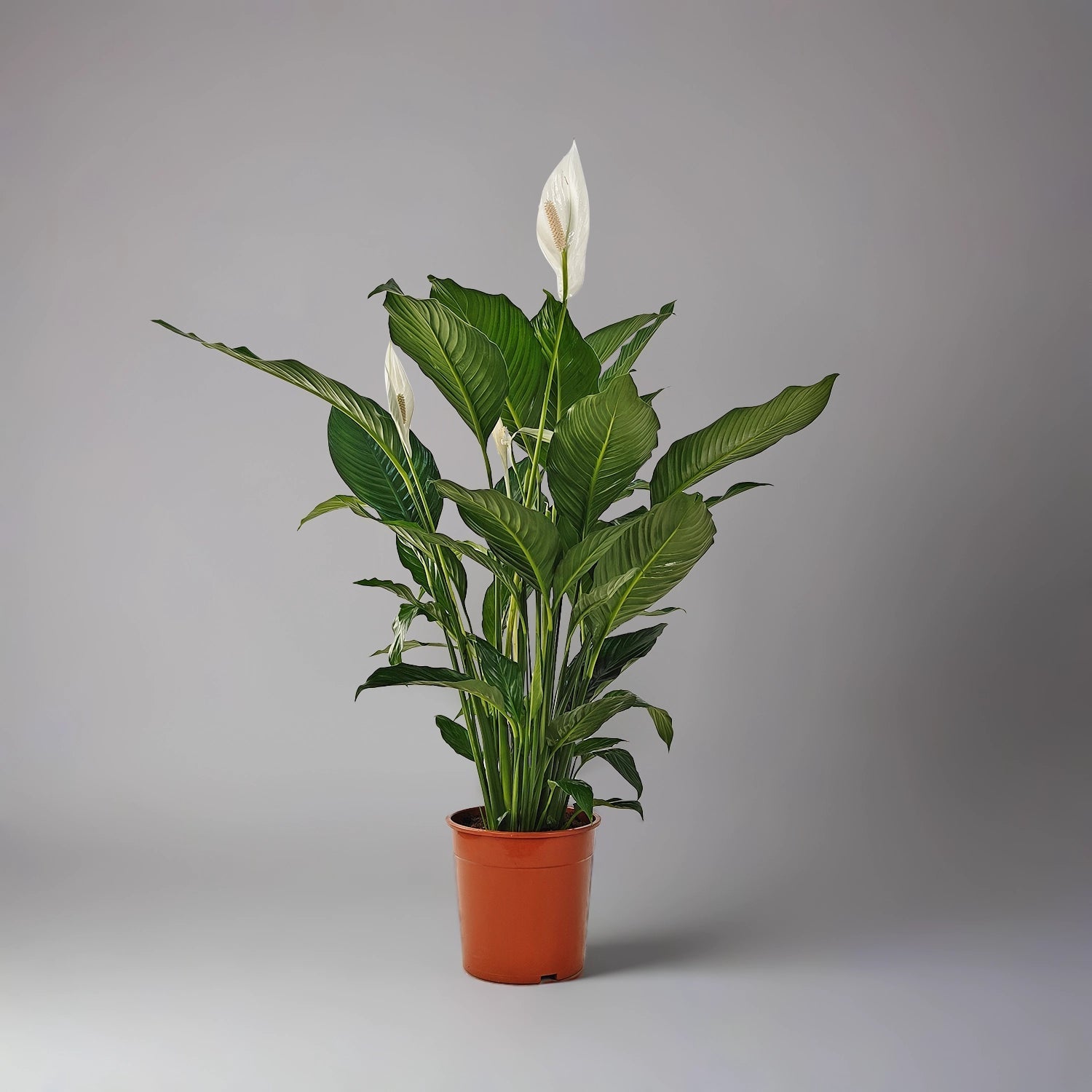Peace Lily 'Sensation' (Spathiphyllum 'Sensation') | Floor Plant, 80–100 cm - Acacia Garden Center