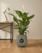 Peace Lily 'Sensation' (Spathiphyllum 'Sensation') | Floor Plant, 80–100 cm - Acacia Garden Center