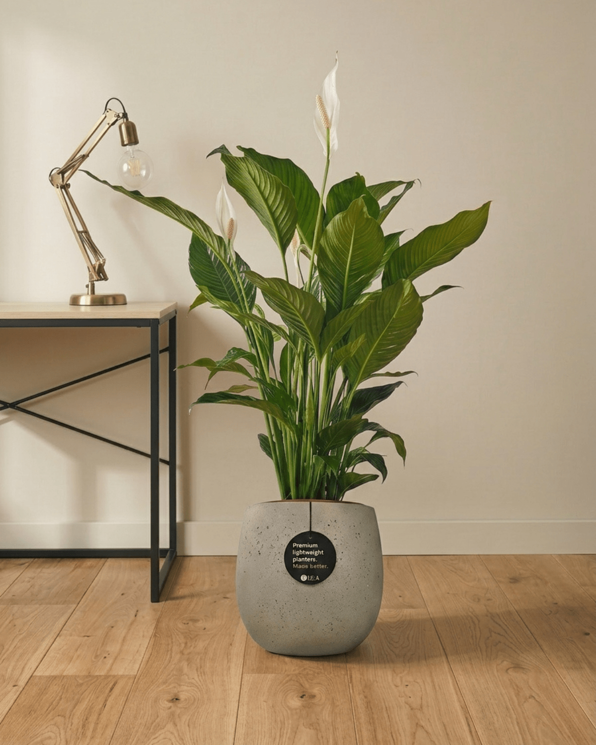 Peace Lily 'Sensation' (Spathiphyllum 'Sensation') | Floor Plant, 80–100 cm - Acacia Garden Center