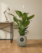 Peace Lily 'Sensation' (Spathiphyllum 'Sensation') | Floor Plant, 80–100 cm - Acacia Garden Center