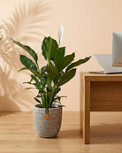 Peace Lily 'Sensation' (Spathiphyllum 'Sensation') | Floor Plant, 80–100 cm - Acacia Garden Center