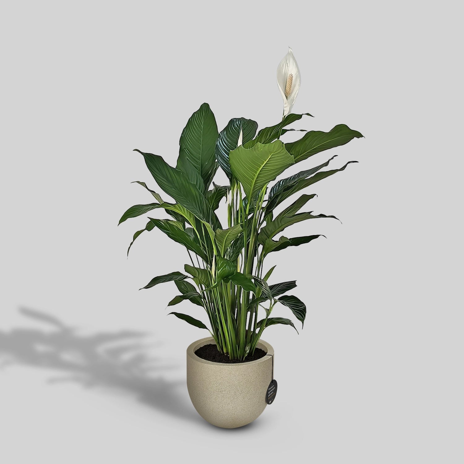 Peace Lily 'Sensation' (Spathiphyllum 'Sensation') | Floor Plant, 80–100 cm - Acacia Garden Center