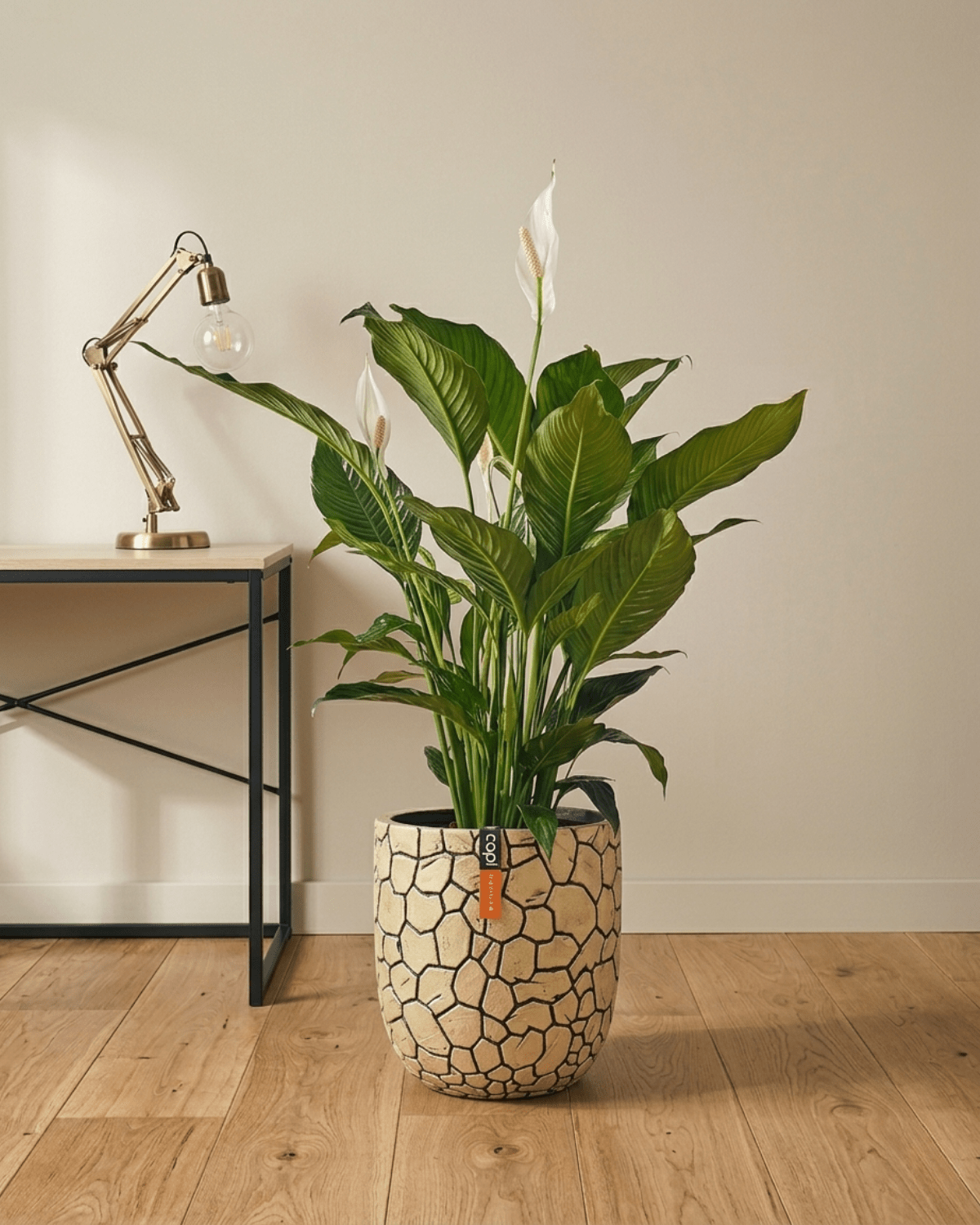Peace Lily 'Sensation' (Spathiphyllum 'Sensation') | Floor Plant, 80–100 cm - Acacia Garden Center