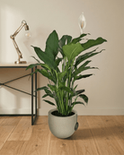 Peace Lily 'Sensation' (Spathiphyllum 'Sensation') | Floor Plant, 80–100 cm - Acacia Garden Center