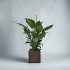 Peace Lily 'Sensation' (Spathiphyllum 'Sensation') | Floor Plant, 80–100 cm - Acacia Garden Center