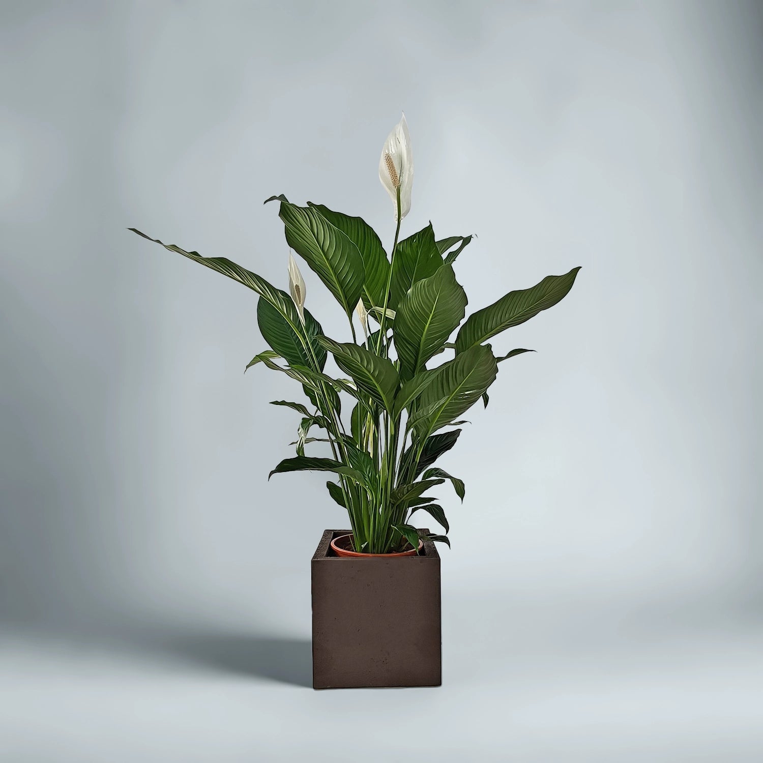 Peace Lily 'Sensation' (Spathiphyllum 'Sensation') | Floor Plant, 80–100 cm - Acacia Garden Center