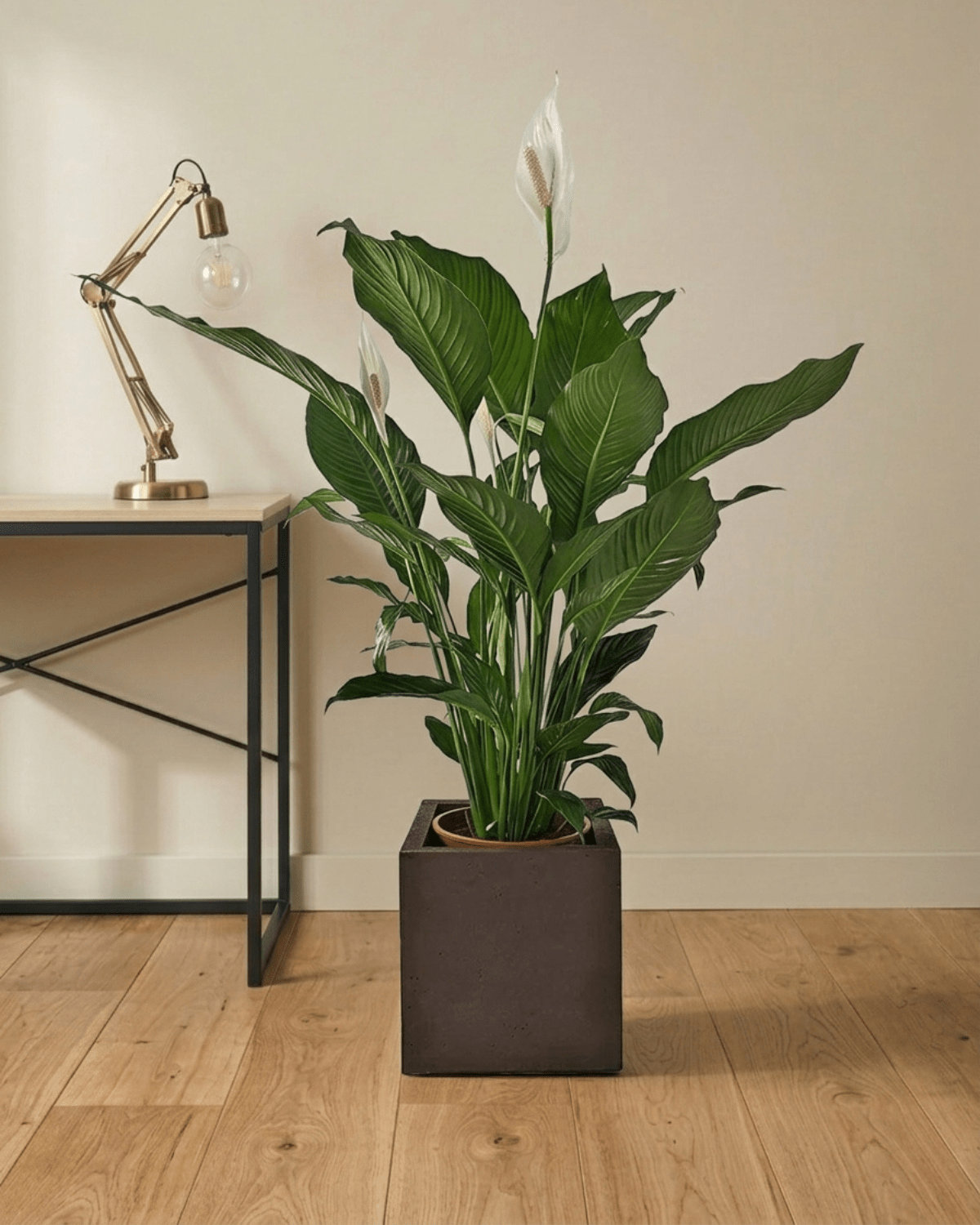 Peace Lily 'Sensation' (Spathiphyllum 'Sensation') | Floor Plant, 80–100 cm - Acacia Garden Center