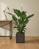 Peace Lily 'Sensation' (Spathiphyllum 'Sensation') | Floor Plant, 80–100 cm - Acacia Garden Center