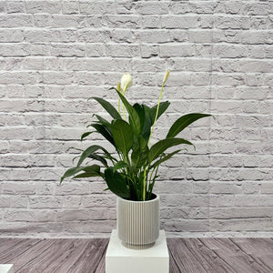 Peace Lily (Spathiphyllum sweet chico) | 50 - 60 cm - Acacia Garden Center