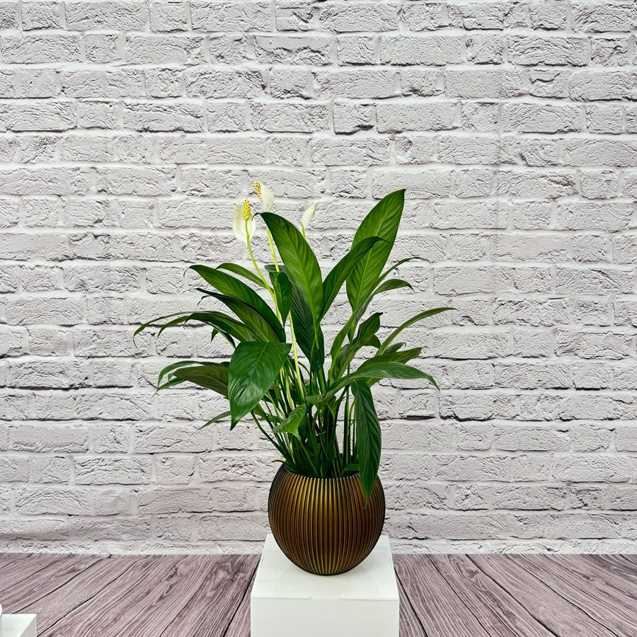 Peace Lily (Spathiphyllum sweet chico) | 50 - 60 cm - Acacia Garden Center