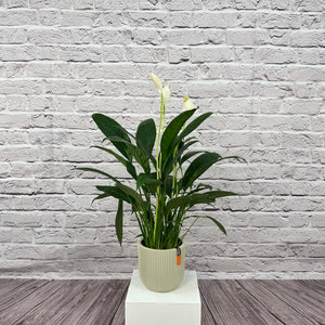 Peace Lily (Spathiphyllum sweet chico) | 50 - 60 cm - Acacia Garden Center