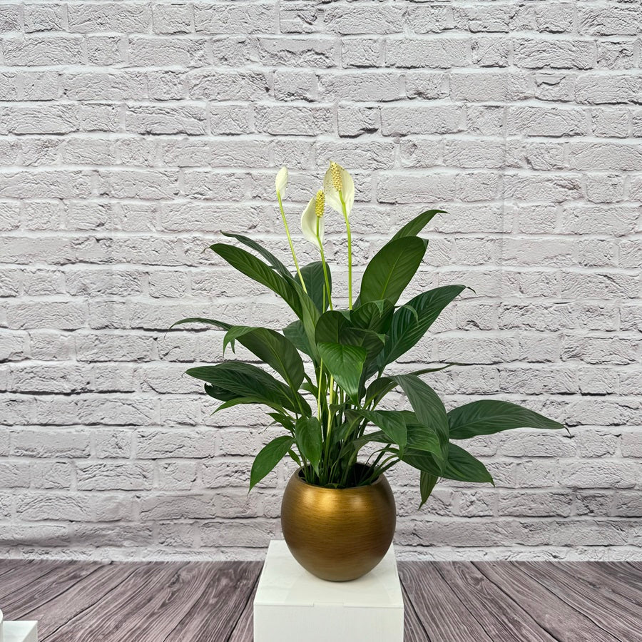 Peace Lily (Spathiphyllum sweet chico) | 50 - 60 cm - Acacia Garden Center
