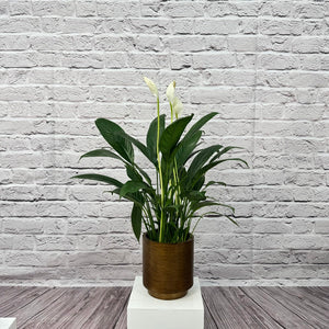Peace Lily (Spathiphyllum sweet chico) | 50 - 60 cm - Acacia Garden Center
