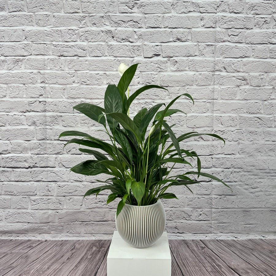 Peace Lily (Spathiphyllum sweet chico) | 50 - 60 cm - Acacia Garden Center