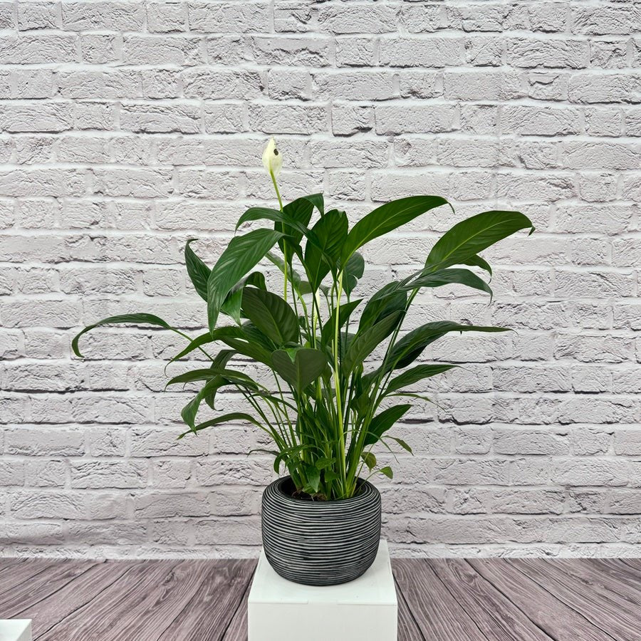 Peace Lily (Spathiphyllum sweet chico) | 50 - 60 cm - Acacia Garden Center