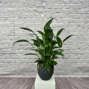 Peace Lily (Spathiphyllum sweet chico) | 50 - 60 cm - Acacia Garden Center
