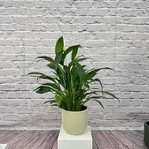 Peace Lily (Spathiphyllum sweet chico) | 50 - 60 cm - Acacia Garden Center