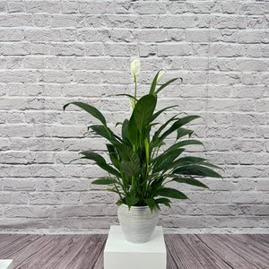 Peace Lily (Spathiphyllum sweet chico) | 50 - 60 cm - Acacia Garden Center