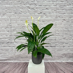 Peace Lily (Spathiphyllum sweet chico) | 50 - 60 cm - Acacia Garden Center