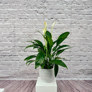 Peace Lily (Spathiphyllum sweet chico) | 50 - 60 cm - Acacia Garden Center