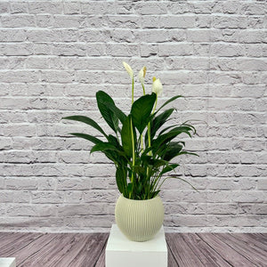 Peace Lily (Spathiphyllum sweet chico) | 50 - 60 cm - Acacia Garden Center