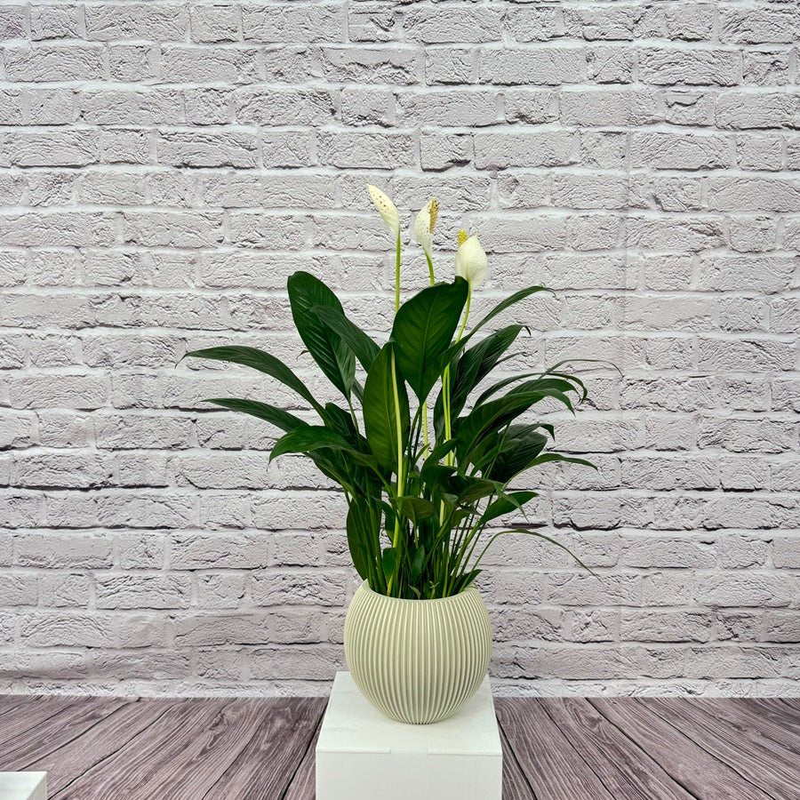 Peace Lily (Spathiphyllum sweet chico) | 50 - 60 cm - Acacia Garden Center