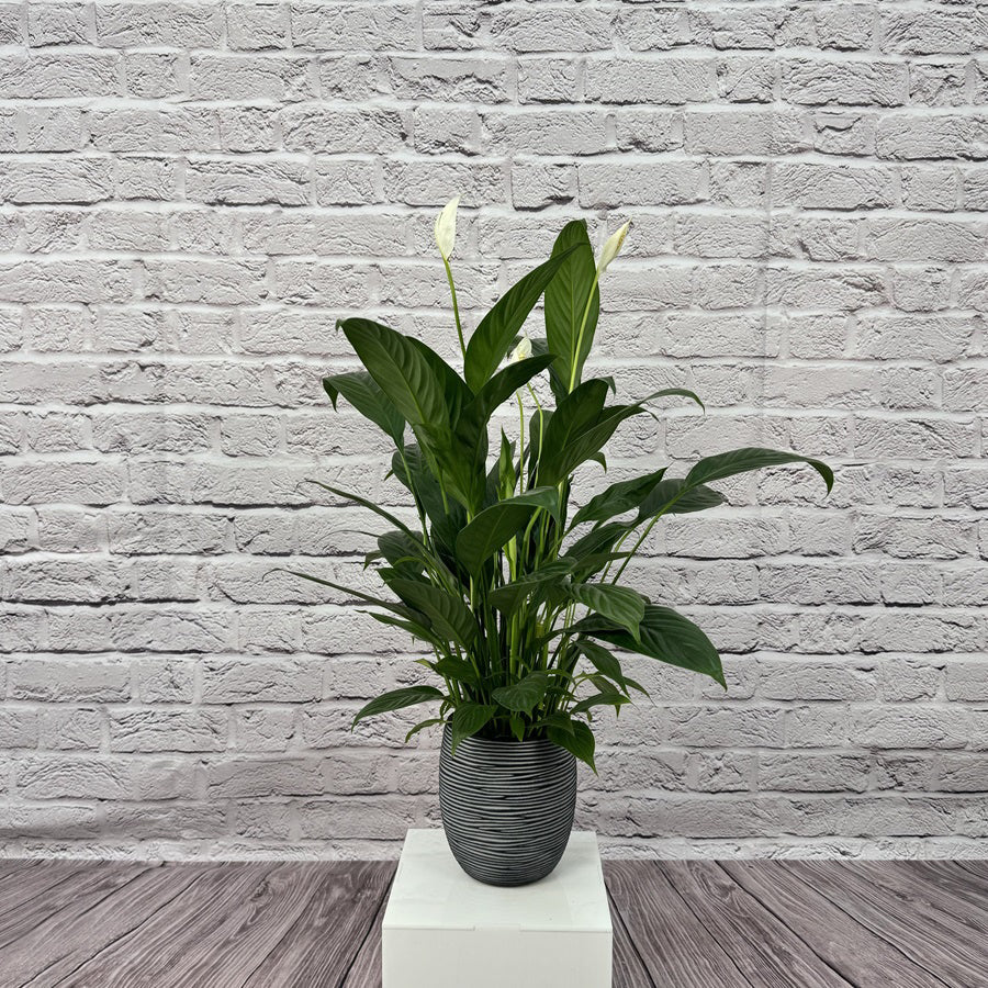 Peace Lily (Spathiphyllum sweet chico) | 50 - 60 cm - Acacia Garden Center