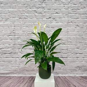 Peace Lily (Spathiphyllum sweet chico) | 50 - 60 cm - Acacia Garden Center