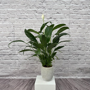 Peace Lily (Spathiphyllum sweet chico) | 50 - 60 cm - Acacia Garden Center