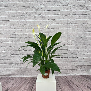 Peace Lily (Spathiphyllum sweet chico) | 50 - 60 cm - Acacia Garden Center