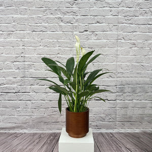 Peace Lily (Spathiphyllum sweet chico) | 50 - 60 cm - Acacia Garden Center