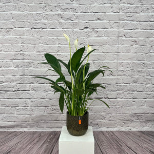 Peace Lily (Spathiphyllum sweet chico) | 50 - 60 cm - Acacia Garden Center