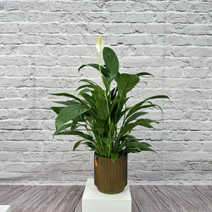 Peace Lily (Spathiphyllum sweet chico) | 50 - 60 cm - Acacia Garden Center