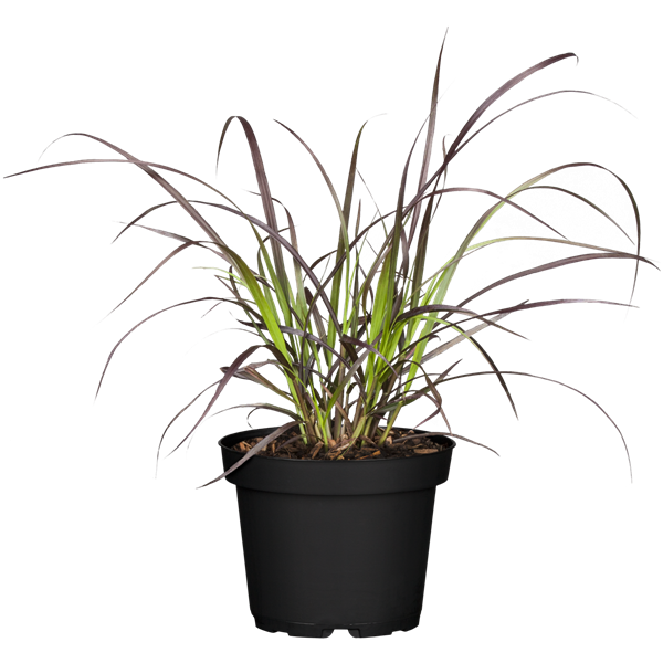 Pennisetum Rubrum (Purple Fountain Grass) African-Tender Fountain Grass