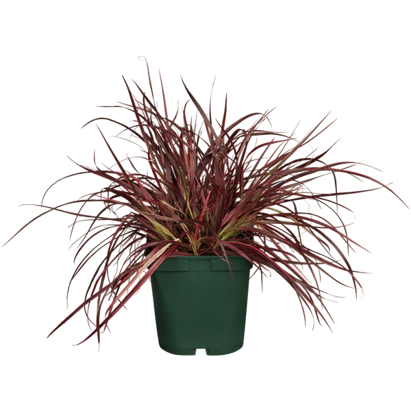 Pennisetum Rubrum (Purple Fountain Grass) African-Tender Fountain Grass