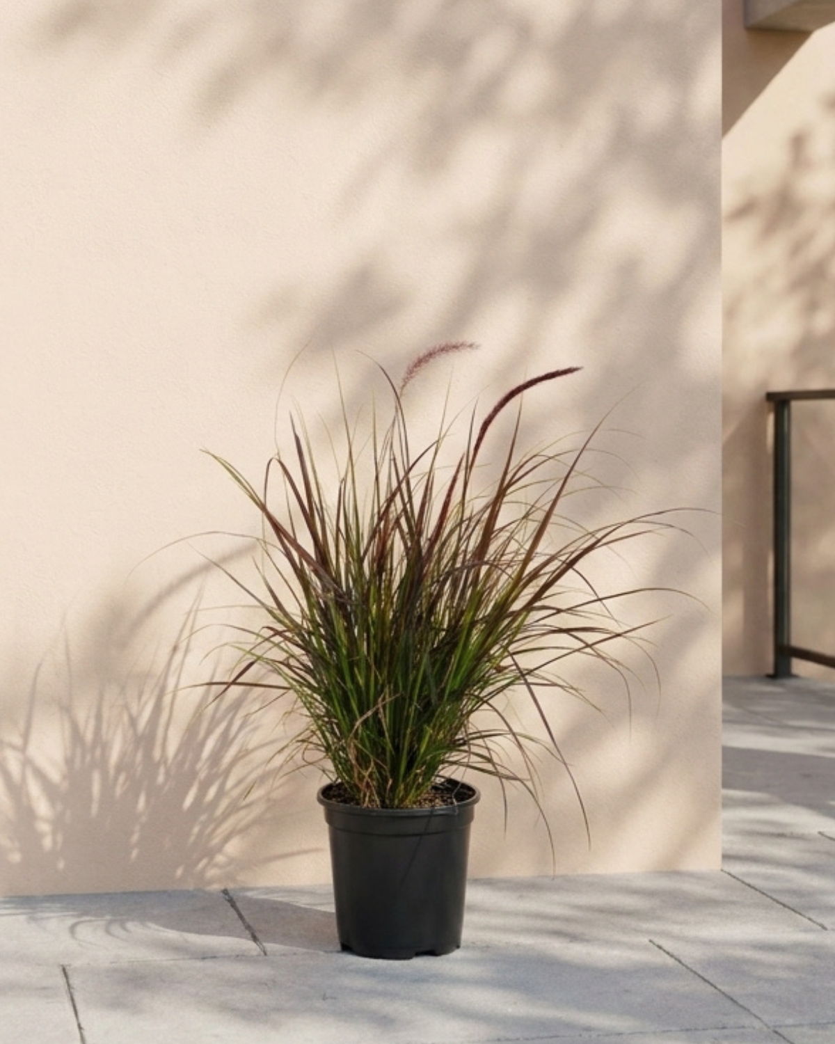 Red Fountain Grass (Pennisetum Setaceum) | Ornamental, 10–20 cm - Acacia Garden Center