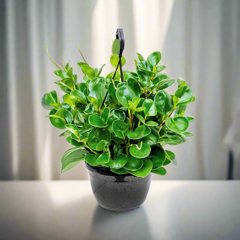 Peperomia Obtusifolia Green (Baby rubber plant - Hanging | 20 - 30cm - Acacia Garden Center