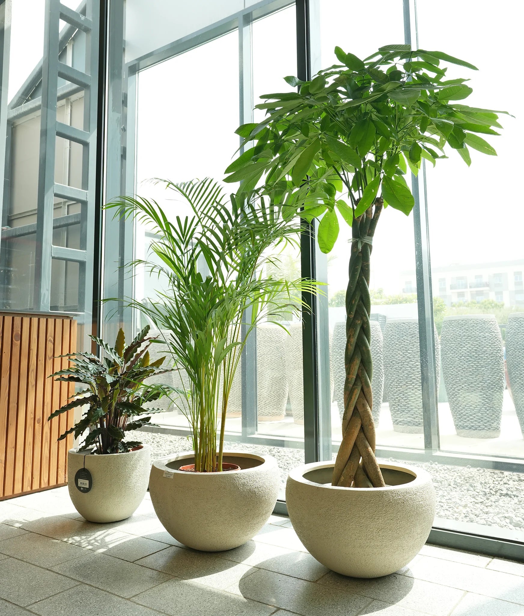 Pet Friendly Plants Bundle - Acacia Garden Center