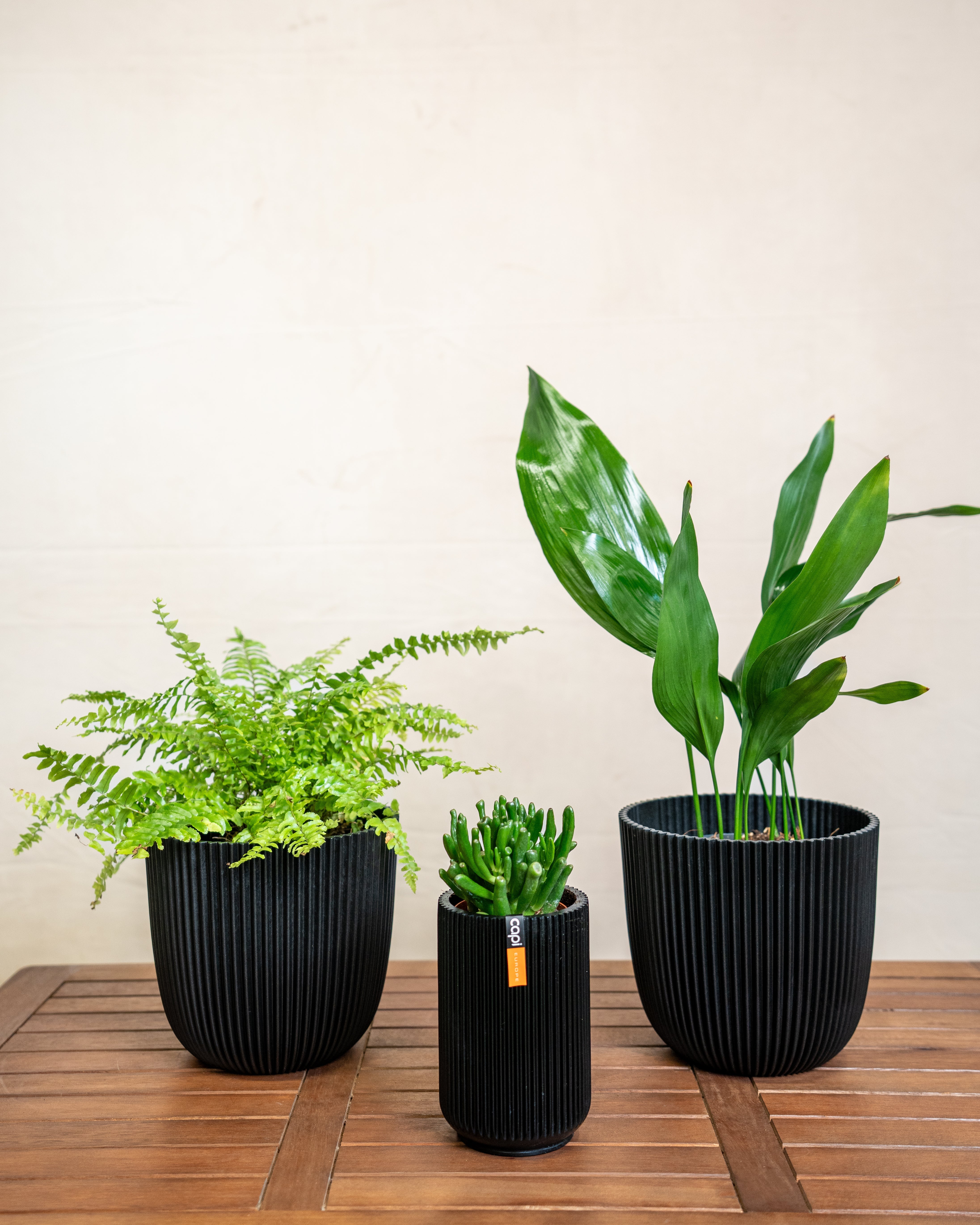Pet Friendly Set - Acacia Garden Center