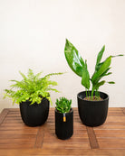 Pet Friendly Set - Acacia Garden Center