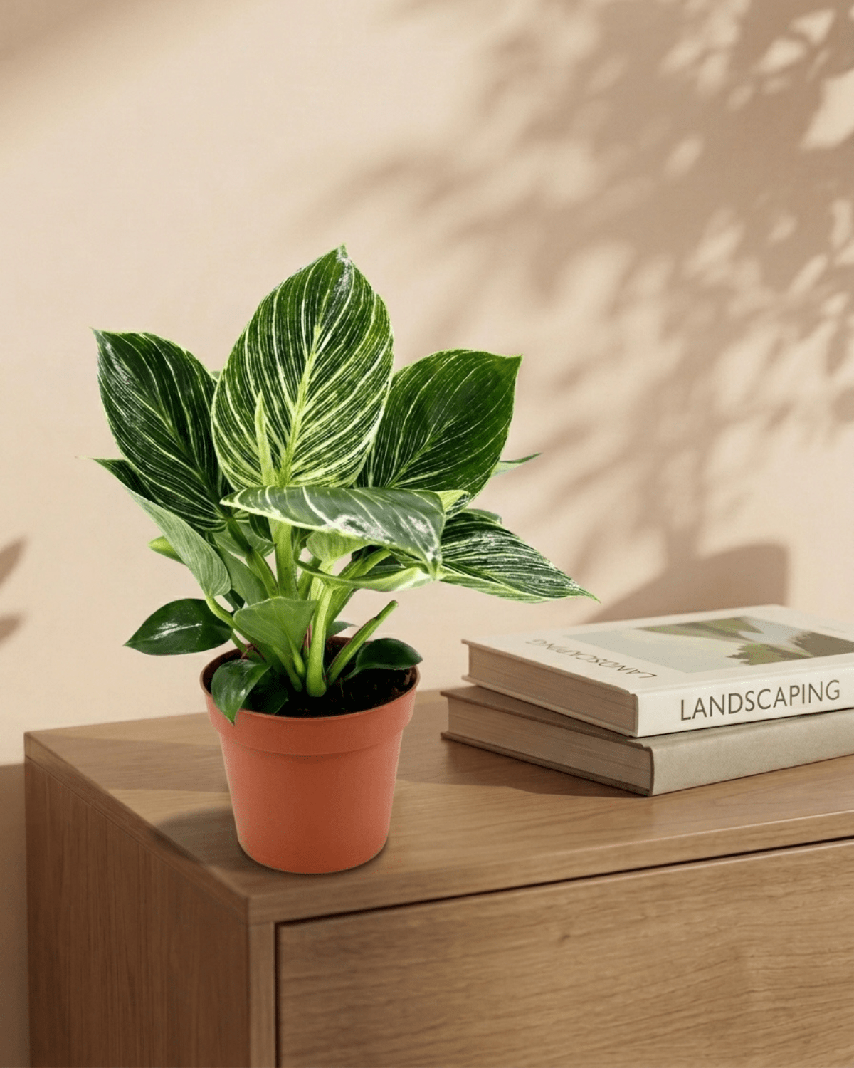 Philodendron Birkin (White wave or Birkin white) | 15 - 20cm - Acacia Garden Center