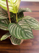Pinstripe Calathea (Calathea ornata) | Potted, Dia. 50–60 cm - Acacia Garden Center