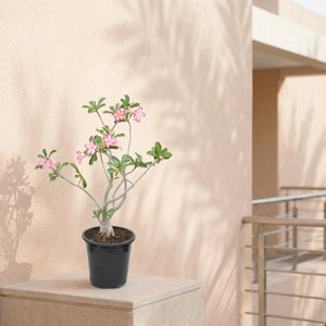 Desert Rose (Adenium obesum) | Sculptural Succulent, 40–50 cm / 60–70 cm / 90–100 cm - Acacia Garden Center