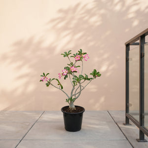 Desert Rose (Adenium obesum) | Sculptural Succulent, 40–50 cm / 60–70 cm / 90–100 cm - Acacia Garden Center