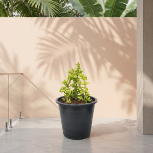 Jade Plant (Crassula ovata) | Lucky Plant, 20–30 cm - Acacia Garden Center