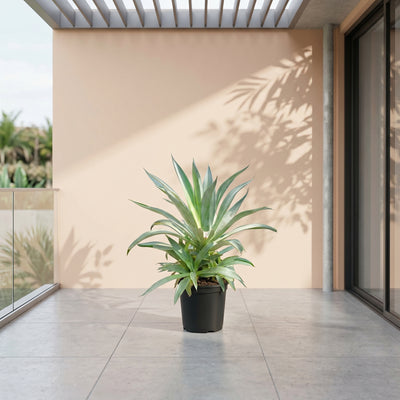 Smooth Agave (Agave desmettiana) | Blue-Green Rosette, 40–50 cm