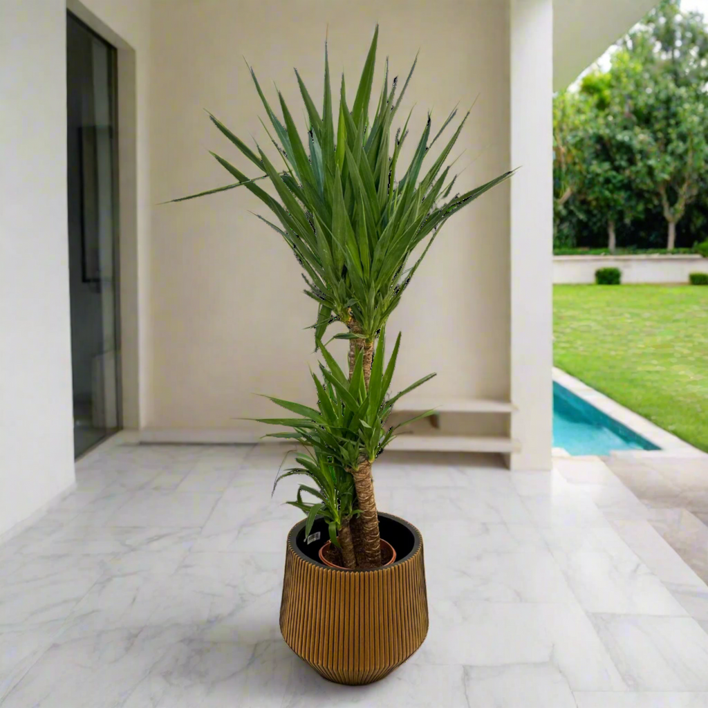 aloe vera plant dubai Buy Succulent Aloe Vera (Aloe Barbadensis Miller) 50 - 60cm