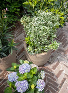 Planter Ball Waste KTBR932 - Acacia Garden Center