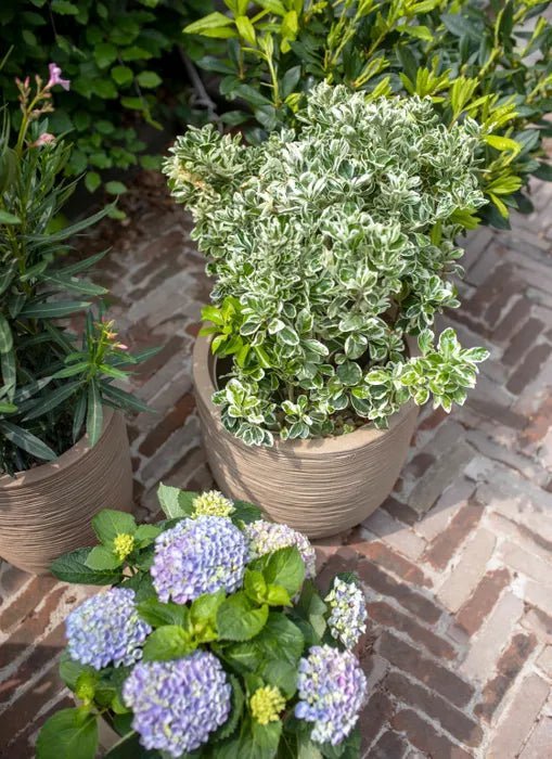 Planter Ball Waste KTBR932 - Acacia Garden Center
