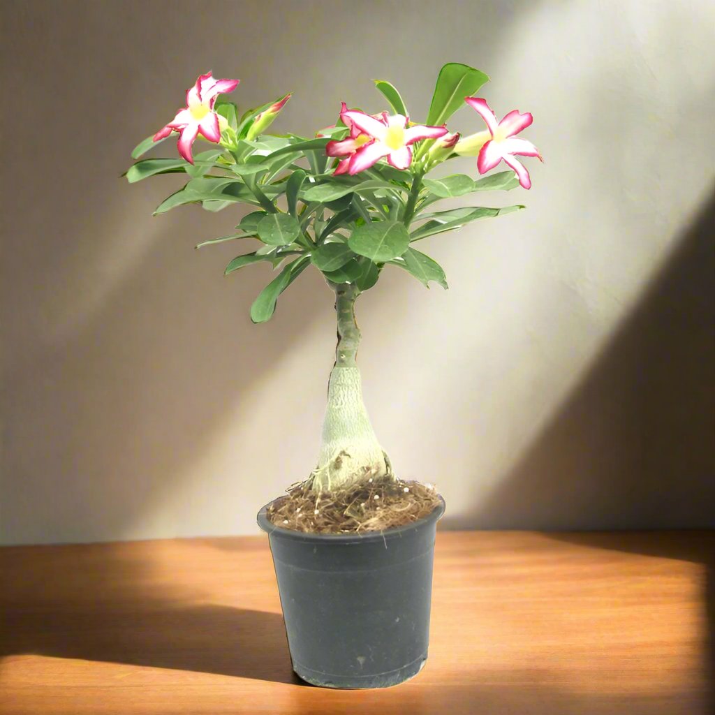 Succulent Adenium Obesum Type H3, 10L, 60 - 80CM